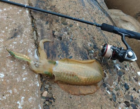 越前エギング、連発なしだがサイズ良し